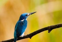 Малый голубой зимородок — пестрый пернатый эндемик Индонезии Малый голубой зимородок (Alcedo coerulescens).