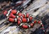 Молочная змея — любимчик террариумистов Молочная змея (Lampropeltis triangulum elapsoides).
