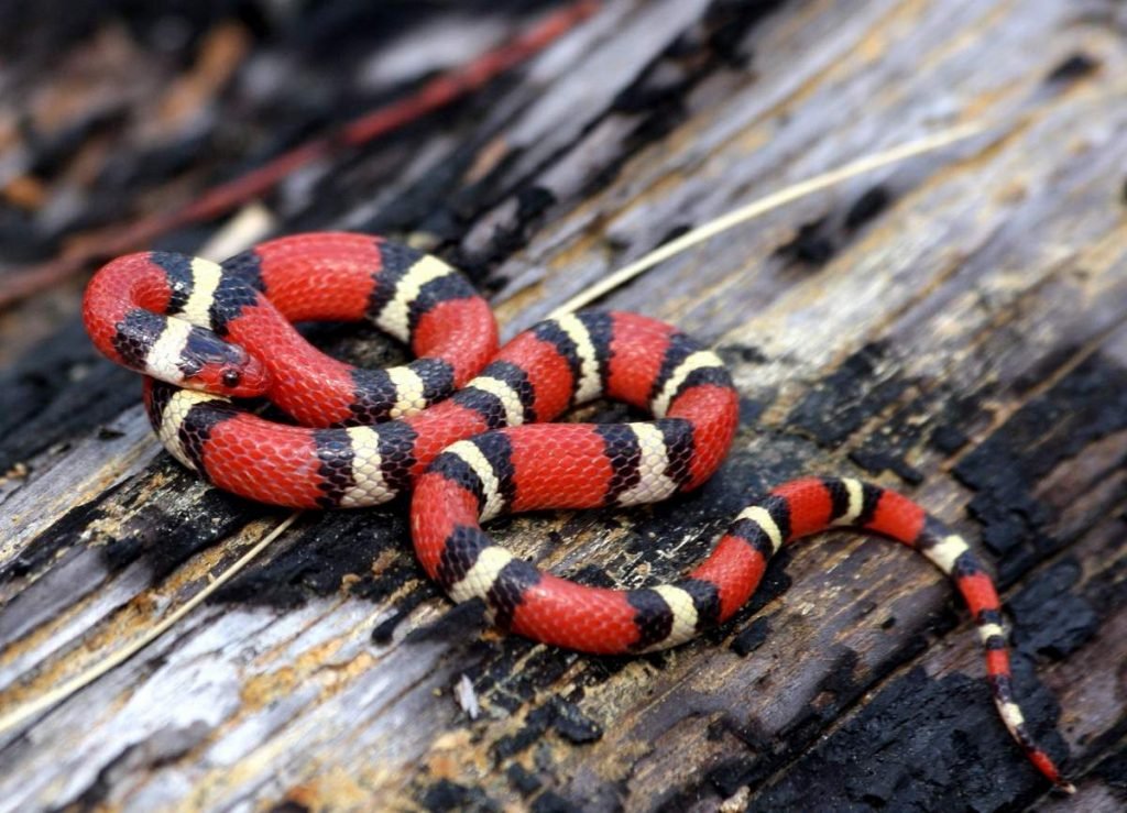 Молочная змея (Lampropeltis triangulum elapsoides).