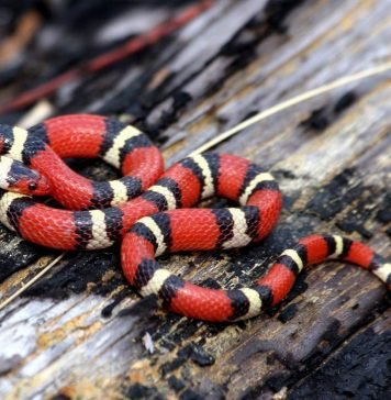 Молочная змея — любимчик террариумистов Молочная змея (Lampropeltis triangulum elapsoides).
