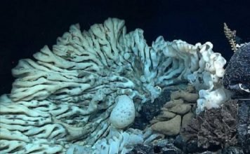 На дне Тихого океана обнаружена огромная губка Так выглядит самая большая губка на планете.