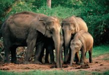 На Шри-Ланке молния убила четырех слонов Ужасная трагедия случилась на Шри-Ланке, где молнией были убиты хоботные гиганты.