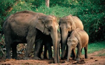 На Шри-Ланке молния убила четырех слонов Ужасная трагедия случилась на Шри-Ланке, где молнией были убиты хоботные гиганты.