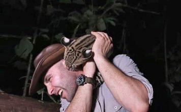 На ведущего шоу о животных напала хищная кошка Никаких людоедских наклонностей у оцелота не имеется, просто хищник отреагировал на движение рукой, сделанное ведущим шоу.