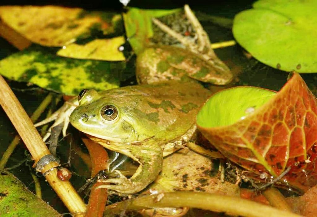 Парадоксальная лягушка (Pseudis paradoxa).