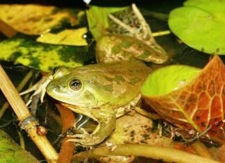 Парадоксальная лягушка и ее необычные названия Парадоксальная лягушка (Pseudis paradoxa).