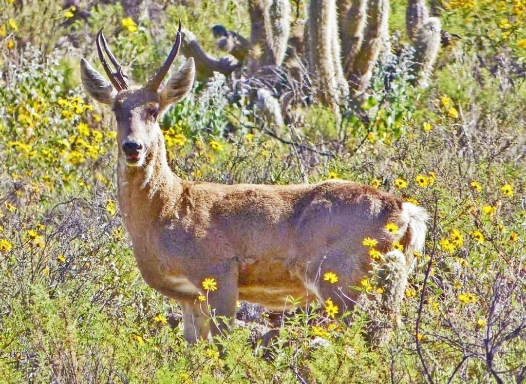 Перуанский олень (Hippocamelus antisensis).