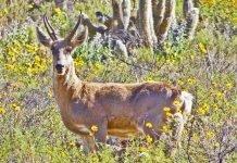 Перуанский олень — копытное, спустившееся из каменистых горных склонов Перуанский олень (Hippocamelus antisensis).