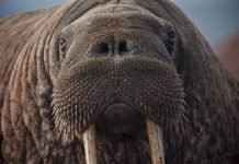 Попытка сделать сэлфи с моржом закончилась гибелью двух человек Морж утащил под воду китайца, пытавшегося сняться с животным на видео.