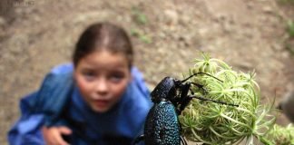 Конечности у насекомых Какие конечности у насекомых, как они устроены, и какие функции выполняют....об этом ниже.