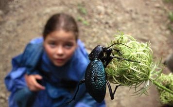 Конечности у насекомых Какие конечности у насекомых, как они устроены, и какие функции выполняют....об этом ниже.
