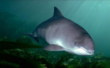 Стал известен лучший охотник мира животных Морская свинка - самый лучший охотник мира животных.