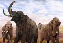 Ученые из России хотят клонировать мамонта Российские ученые знают методы "воскрешения" мамонтов.