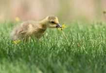 В Америке гусыня обратилась в полицию Гусенок, запутавшийся в воздушном шарике, теперь свободен благодаря американским стражам порядка.