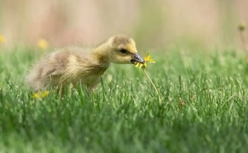 В Америке гусыня обратилась в полицию Гусенок, запутавшийся в воздушном шарике, теперь свободен благодаря американским стражам порядка.