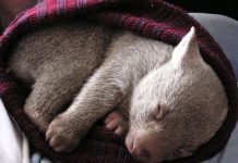 В Австралии закончился конкурс на роль «обнимателя» осиротевшего вомбата В течение трех дней малыша вомбата не покинут обнимашки.