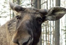 В Балтийске по улицам разгуливал лось Что такое? Дикий лось среди жилых домов?!