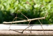 В Юго-западном Китае нашли самое длинное насекомое в мире Насекомое-рекордсмен - Phryganistria chinensis Zhao.