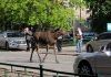 В Пермском крае уже вторые сутки не могут поймать лося, бегающего по городу В Березняках "завелся" лось, вольно разгуливающий по улицам.