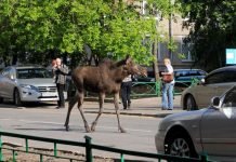 В Пермском крае уже вторые сутки не могут поймать лося, бегающего по городу В Березняках "завелся" лось, вольно разгуливающий по улицам.