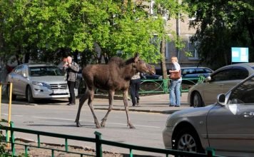 В Пермском крае уже вторые сутки не могут поймать лося, бегающего по городу В Березняках "завелся" лось, вольно разгуливающий по улицам.