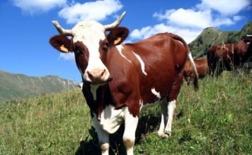 В Ставропольском крае один из работников фермы пытался похитить скот Работник коровьей фермы чуть не похитил буренок, но грабителя вовремя задержали.