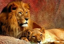 В зоопарке города Сантьяго, чтобы спасти самоубийцу, застрелили двух львов Львы приняли "посетителя" в своей клетке за еду, и атаковали.