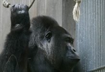 В зоопарке Огайо в вольер с гориллой упал ребенок Горилла не нанесла травм маленькому ребенку, однако ради его безопасности, примата все же пришлось застрелить.