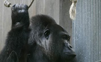 В зоопарке Огайо в вольер с гориллой упал ребенок Горилла не нанесла травм маленькому ребенку, однако ради его безопасности, примата все же пришлось застрелить.