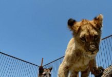 Живущие в Приморском зоопарке, пума и львенок стали друзьями Приморский зоопарк подружил пуму Принц Фору и львенка Аристо.