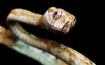 Большеглазый улиткоед — змея-пожиратель моллюсков Большеглазый улиткоед (Aplopeltura boa).