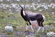 Бонтбок — безупречный прыгун Бонтбок (Damaliscus pygargus).