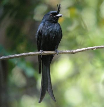 Дронго — многочисленный род воробьиных Хохлатый дронго (Dicrurus forficatus).