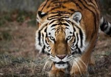 Храбрый пес из Индии пожертвовал жизнью, чтобы спасти от тигра своего хозяина Бесстрашный индийский пес расправился с тигром, пытавшимся напасть на хозяина пса.