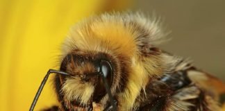 Интересные факты о шмелях Шмель - наиболее устойчивое к холодам насекомое.