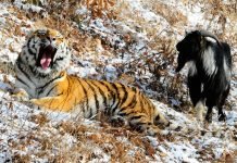 История дружбы Тимура и Амура оказалась выдумкой Возможно это не дружба, а всего лишь сытость.