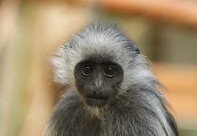 Королевский колобус — примат с белыми бакенбардами Королевский колобус (Colobus polykomos).