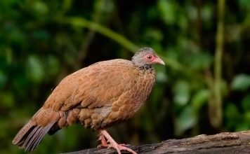 Красная шпорцевая куропатка: все о жизни незаметной птицы Красная шпорцевая куропатка (Galloperdix spadicea).