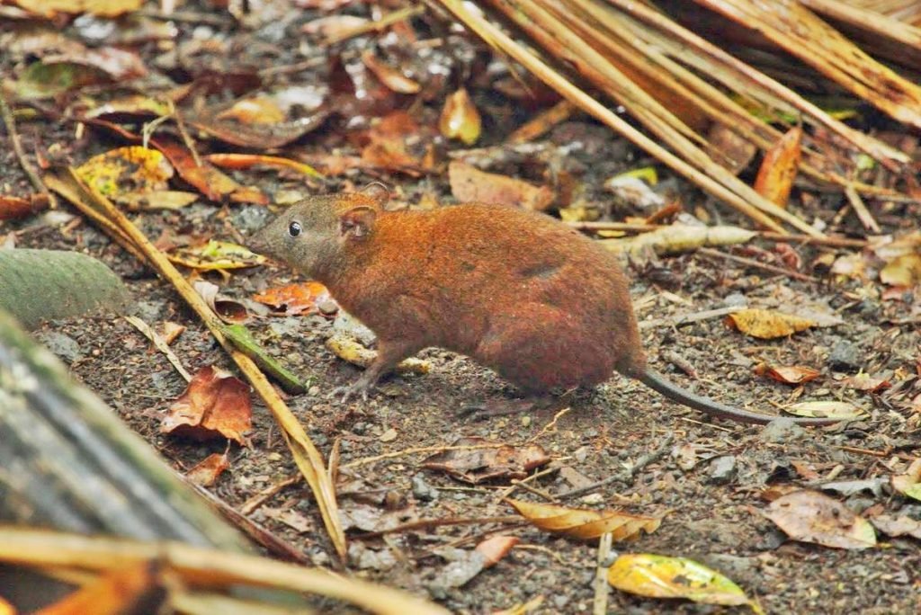 Мускусная кенгуровая крыса (Hypsiprymnodon moschatus).