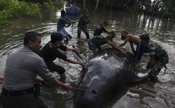 На индонезийский берег выбросились несколько десятков китов Активное участие в спасении китов приняли местные жители.