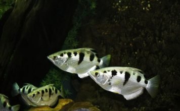 Оказалось, что рыбы способны запоминать человеческие лица Животные могут запоминать человеческие лица, это доказали маленькие рыбки.