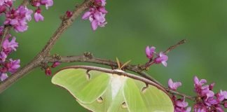 Павлиноглазки. Фото павлиноглазки. Описание бабочки