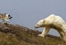Пес Боцман, прославившийся своим дружелюбием, ранен белой медведицей Работники метеостанции ухаживают за псом Боцманом, которого ранила белая медведица.
