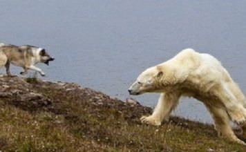 Пес Боцман, прославившийся своим дружелюбием, ранен белой медведицей Работники метеостанции ухаживают за псом Боцманом, которого ранила белая медведица.