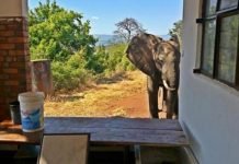 Получивший пулевое ранение слон, обратился за помощью к людям В Зимбабве браконьеры ранили слона.