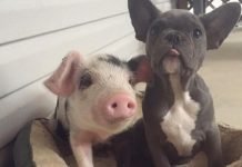 Поросенок и щенок французского бульдога стали друзьями Пинат и Кива - новая необычная парочка друзей среди животных.