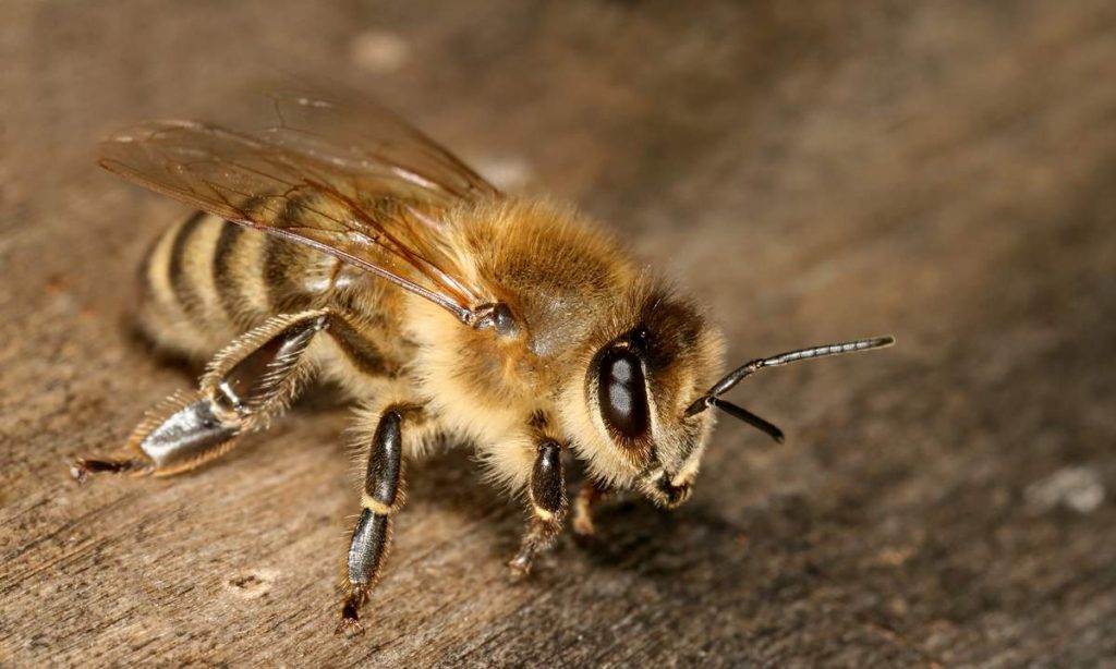 Серая горная пчела (Apis mellifera caucasica).