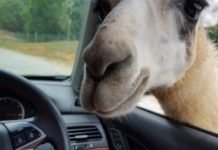 Стадо верблюдов повредило легковую машину Стадо верблюдов в Астраханской области затоптало легковую машину