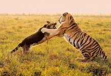 В австралийском зоопарке тигр подружился с овчаркой В Австралии тигры могут дружить с собаками.