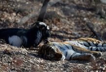 В гости к козлу Тимуру и тигру Амуру приедут дети из Новороссии Тимура и Амура посетят детишки.